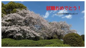 百年公園満開の桜