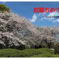 百年公園満開の桜